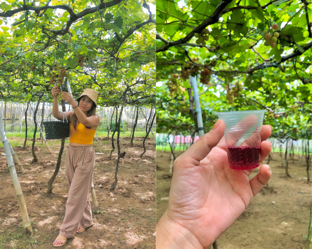 grapes farm la union